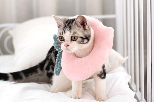 Cute Soft Cat Recovery Neck Collar