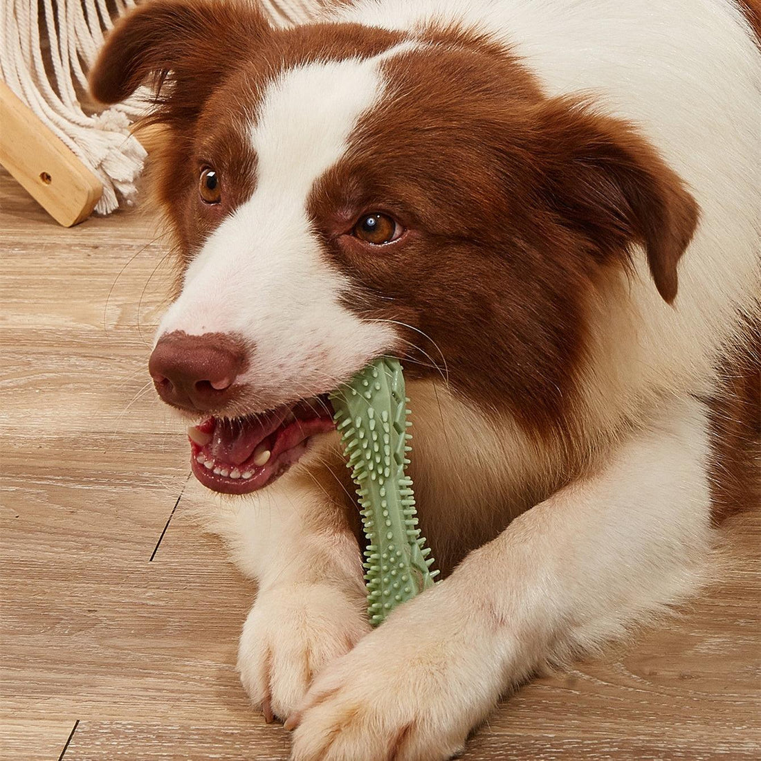 Dog Teeth Cleaning Chew Molar Toy