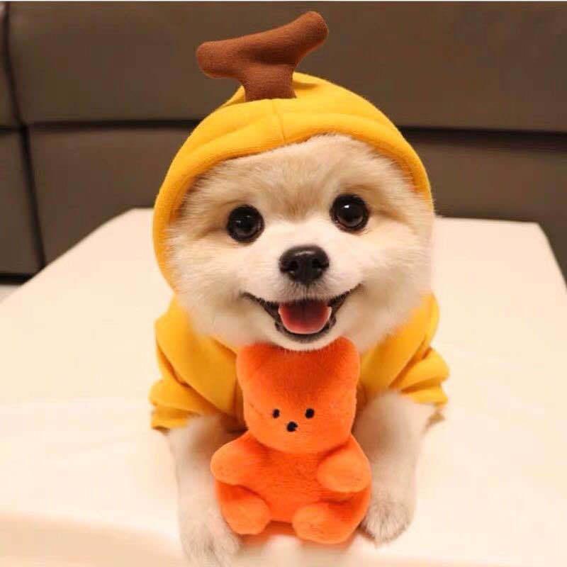 Cute Warm Small Dog Hoodies-snuggletails