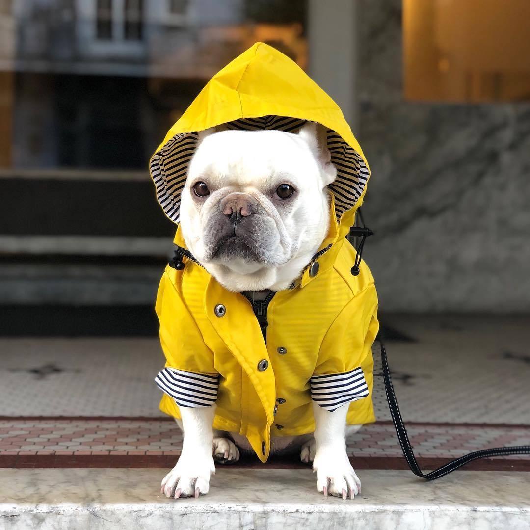 Yellow Hooded Dog Raincoat with Pockets