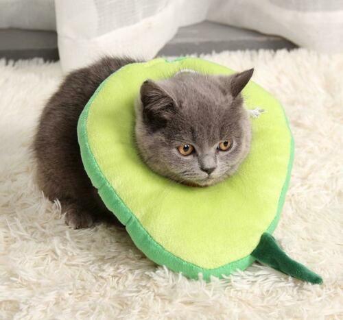 Cute Soft Cat Recovery Neck Collar