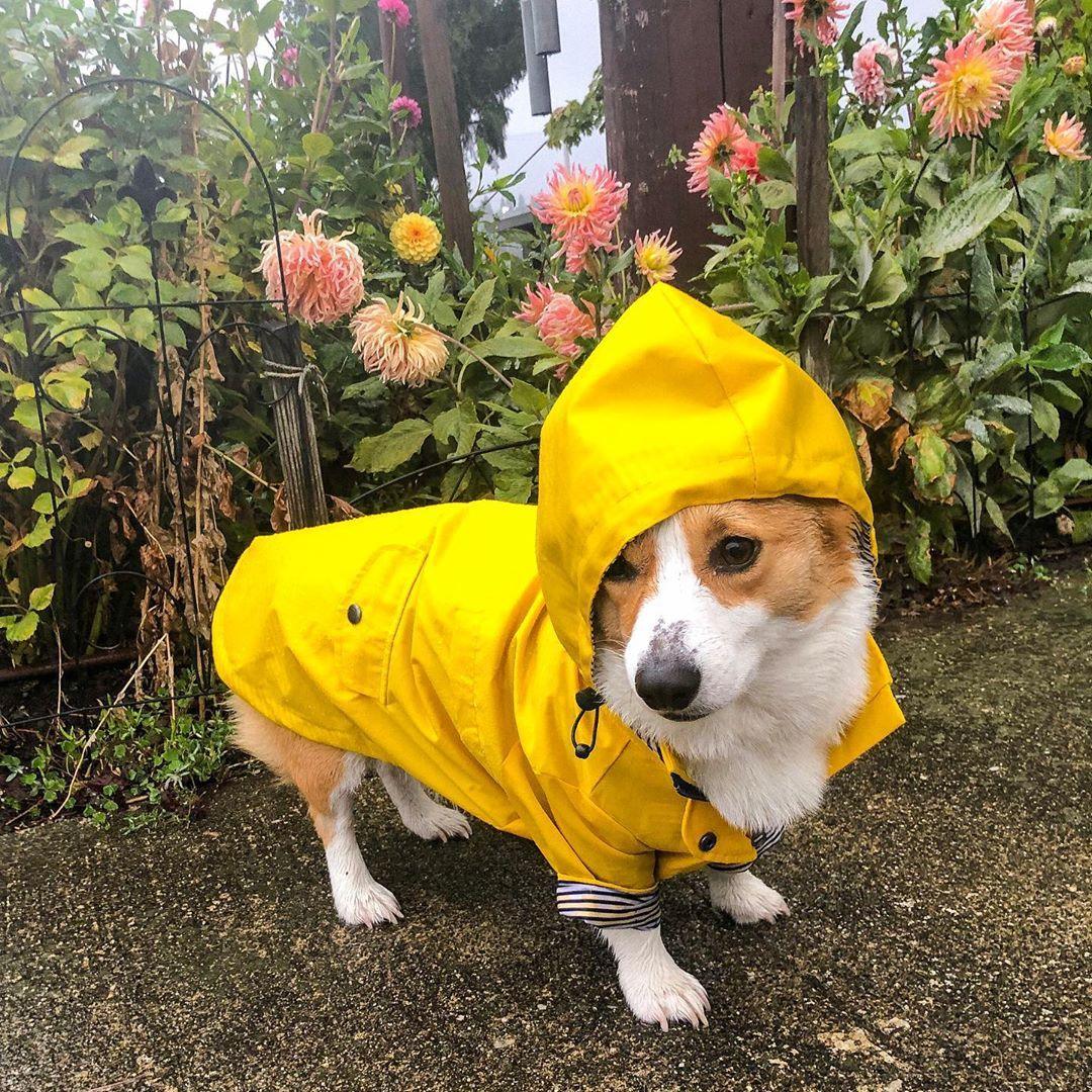 Yellow Hooded Dog Raincoat with Pockets