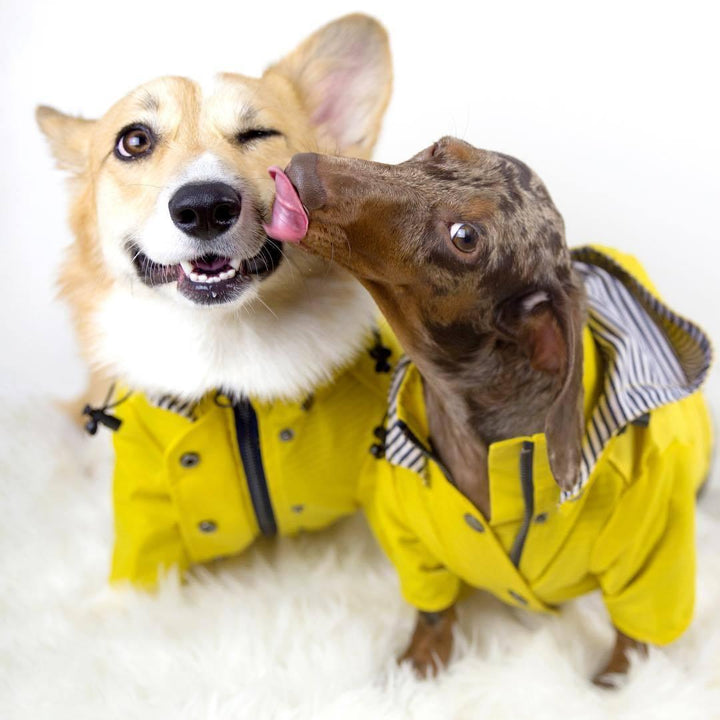 Yellow Hooded Dog Raincoat with Pockets