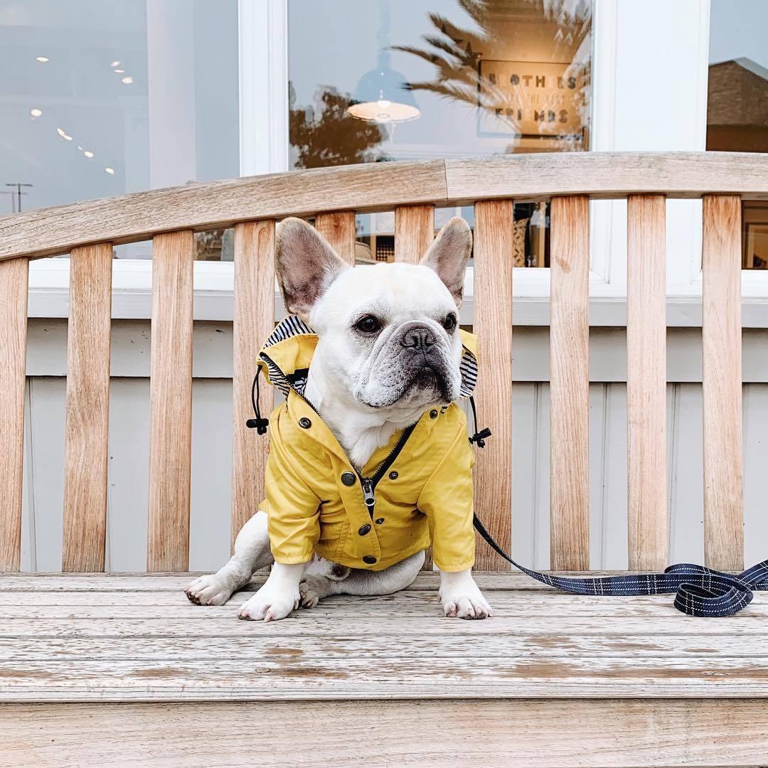 Yellow Hooded Dog Raincoat with Pockets