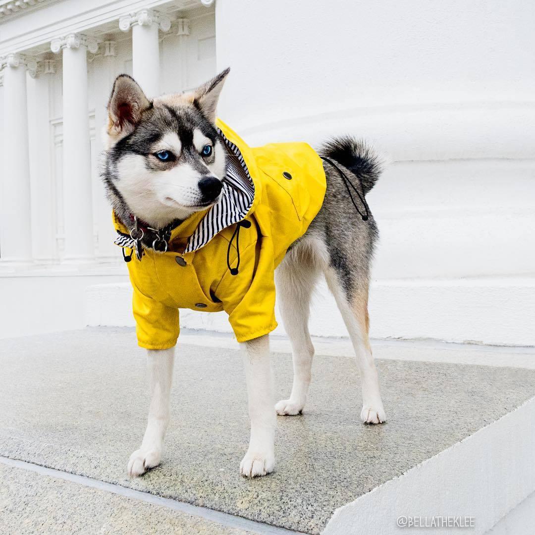 Yellow Hooded Dog Raincoat with Pockets