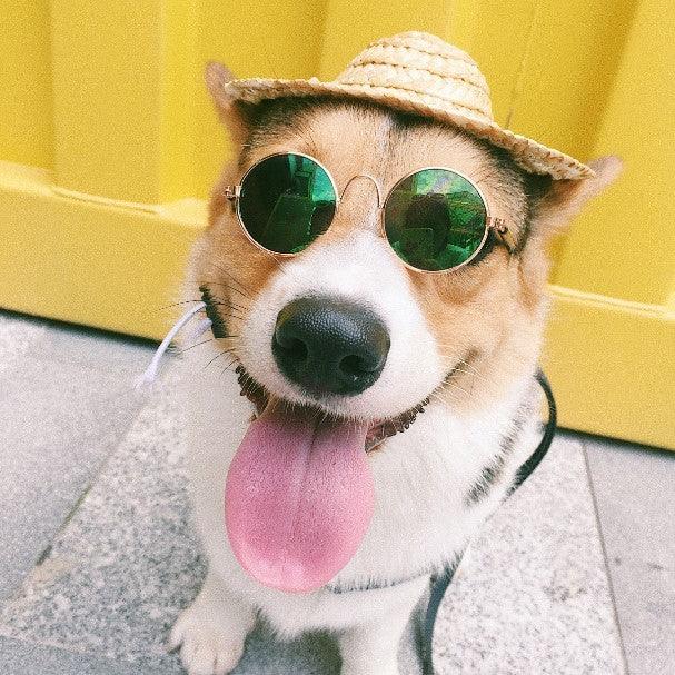 Pet Photoshoot Cute Glasses