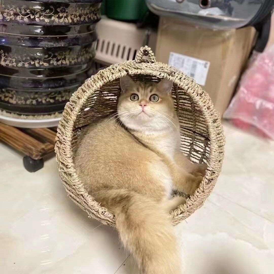 Cat Round Rattan Hanging Hammock